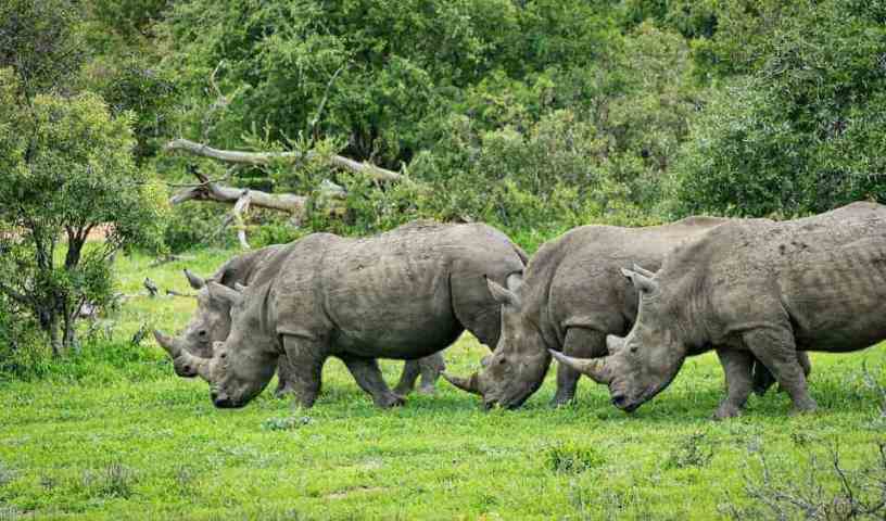 protecting rhinos
