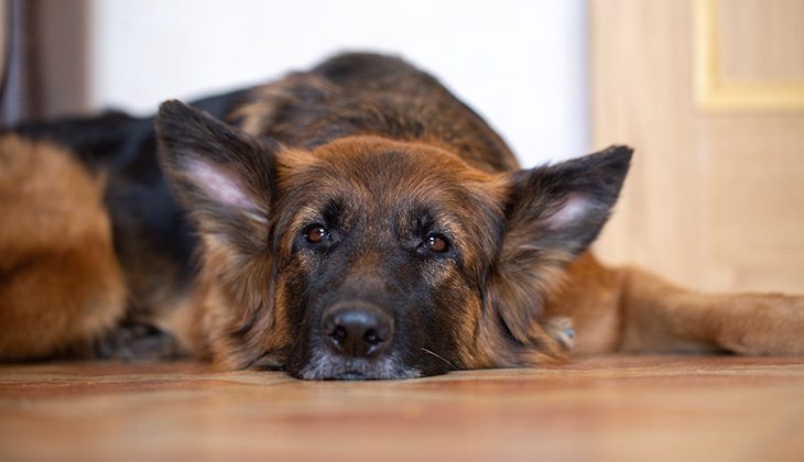 beautiful-german-shepherd-dog-with-long-hair-dog-is-resting dog sickness