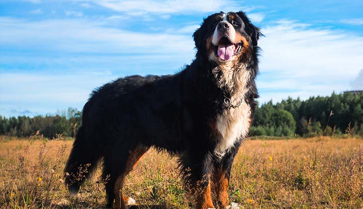 portrait bernese mountain dog standing yellow field looking away remove tick dog