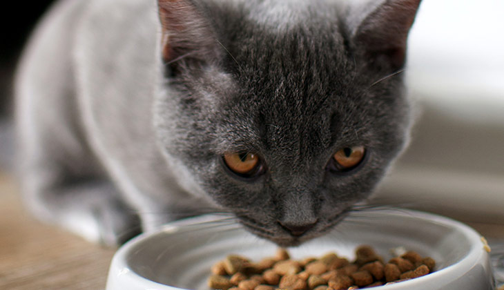 diabetes management in cats