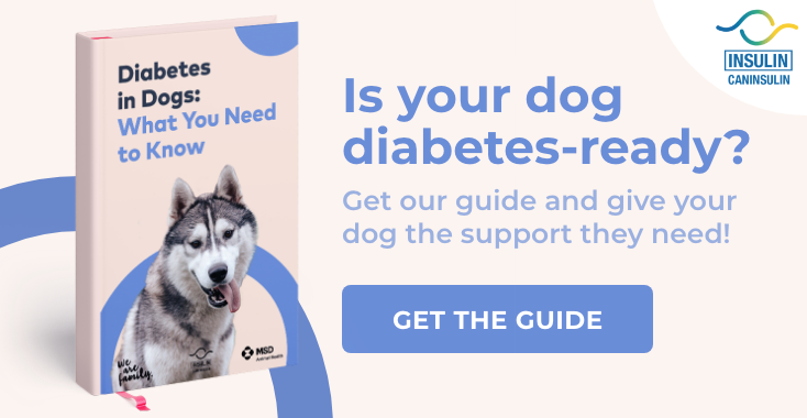 Diabetes Dogs